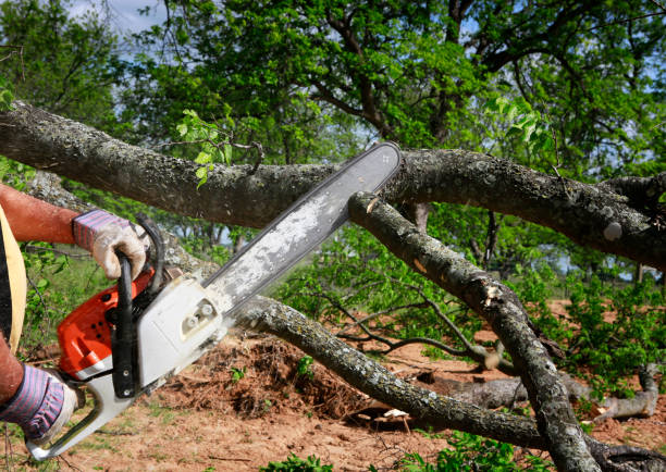 Large Tree Removal in Las Cruces, NM